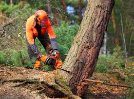 Best Lawn Dethatching Services  in USA