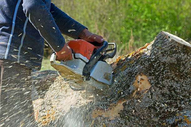 Best Emergency Tree Removal Services  in USA